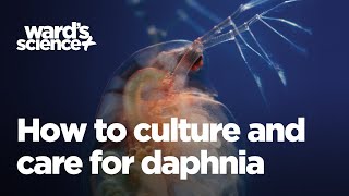 Caring and Culturing for Daphnia [upl. by Popele201]