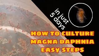 How to Culture Magna Daphnia Easily [upl. by Euhc827]