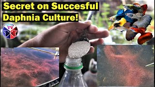 How to Culture Daphnia Successfully [upl. by Wake797]