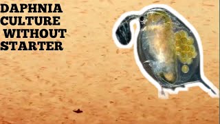 HOW TO CULTURE DAPHNIA NATURALLY WITHOUT A STARTER [upl. by Rita]