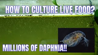 How to Culture Daphnia Secret Method to Breed MILLIONS  Simply Aquatic [upl. by Minoru312]