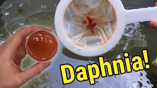 How I Culture Daphnia In Outdoor Tubs [upl. by Doloritas630]