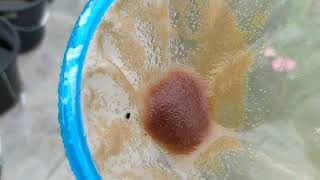 How to culture daphnia moina in a small container Part 1 English Subtitle [upl. by Enirehtahc]