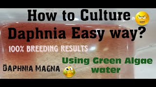 Daphnia MagnaHow to Culture Daphnia Easy wayCulturing Daphnia using Green water Daphnia [upl. by Eeslehc843]