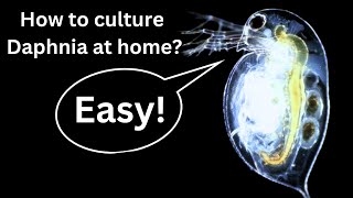 BEST Live Fish Food Beginner guide How to Culture Daphnia at home [upl. by Eidnyl]