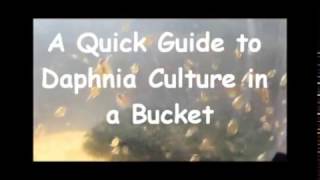 How to culture daphnia outside [upl. by Sweatt]