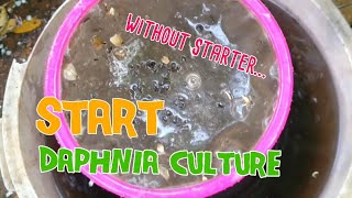 How to culture daphnia moina the easy way 1  Starting the Daphnia culture [upl. by Tillman]