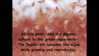 Daphnia  How to grow daphnia in your home [upl. by Liz]