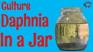 How to Culture Daphnia in a Jar [upl. by Yelahs]