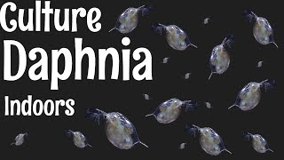 How to Culture Daphnia [upl. by Ahsenac]