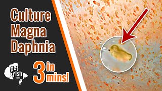 How to culture DAPHNIA MAGNA  The easy way [upl. by Asseral475]