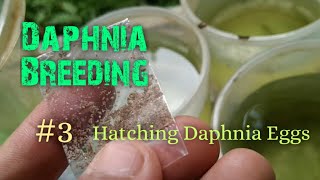 Daphnia Culture made simple and easy 3  Hatching Daphnia eggs [upl. by Anola318]