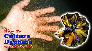 How to Culture Daphnia with ZERO Cost  Unlimited Live Food For Our Fish [upl. by Poul486]