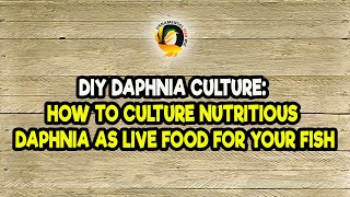 DIY Daphnia Culture How to Culture Nutritious Daphnia as Live Food for Your Fish [upl. by Cheney]