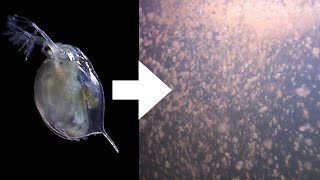 How I Culture Daphnia [upl. by Mills]