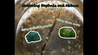 How To Culture Daphnia and Moinas using Green Water Spirulina powder [upl. by Crispin832]