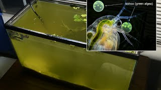 Raising Daphnia for the Freshwater Aquarium [upl. by Myrtie]