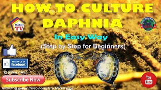 HOW TO CULTURE DAPHNIA In Easy Way [upl. by Lien]